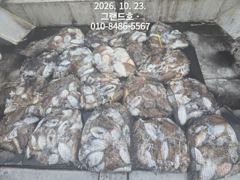 23일, 군산 쭈,갑~~쭈구미 씨알 굿~갑오징어도 굿~마무리 대박조황~~군산낚시프라자 그랜드호