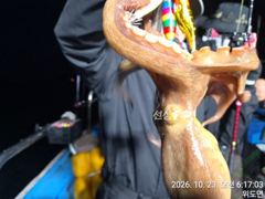 23일, 군산 가을 덩치급 왕문어~문어가 좋다~ ~오늘도 나오네요~실시간~매일출조~군산낚시프라자 임마누엘호