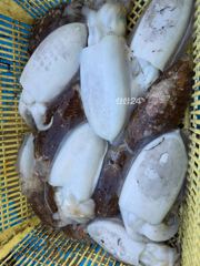 10월 23일 해룡호 조황정보