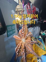 삼천포 마린보이 10. 23. 금요일 가을 덩치문어 뜯으로 출항합니다.