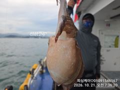 토요일 쭈구미 출항확정! 낼4자리 가능!