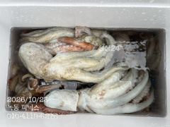 고흥 녹동 피닉스호 10월 23일 문어 조황입니다.