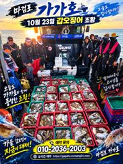 23일 갑오징어 조황입니다