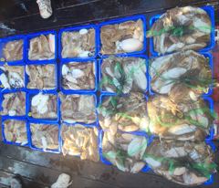 10월 23일 뉴해덕호 조황~!!
