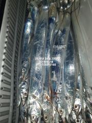 [마산] 내만갈치)사이즈가 놀랍네요~이런놈들이 계속 쭉~