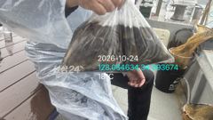 [사천] 주꾸미 수중전에도 나름 선방했네요
