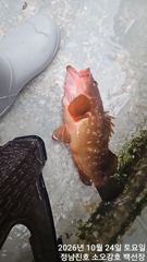 10/24일 백선장 붉바리 굿조황