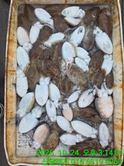 1시간전 [사천] 24일)문어조황, 25일(일): 문어(원도권) 잔여자리 있습니다