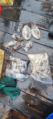 [시간낚시]10월24일인천배낚시덕적호쭈갑조황사진2부