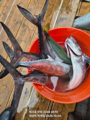 24일/토-아침 대삼치,중방어,삼치 타작중