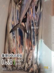 통영나이스피싱!!! 굵은왕갈치 꾹꾹 수요일 부터 대마골 그곳으로
