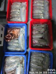(무늬오징어)전투팁런 찍찍 먹물파티 매일~고잉메리호(26일예약)
