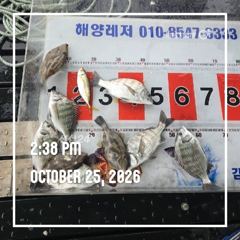 해양레저 흘림 감성돔 갑오징어 조황