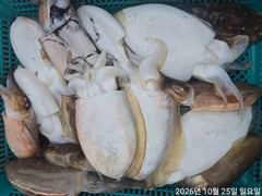 [진해] 갑돌이7분수중전20수18수17수외104수대~박조황