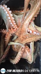 대물급 돌문어'2.6K,1.8K,1.5K, 1.3K, KKK급'마리수조황!!