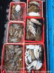 [사천] 왕갑오징어 우당탕탕 27일부터 자리여유