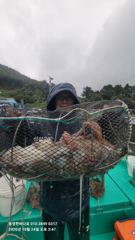 통영한바다호ㅡ문어 토요일조황.키로까지~~