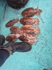 조항이로구라안칩니다