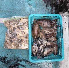 [루어낚시] 10월25일 조황