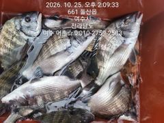 감성돔 선상찌낚시 매일 대박입니다