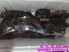 군산갈치 피크시즌