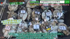 10월26일 홍원항힐링호 쭈갑 조황~!대사릿물에 수고들 많으셨습니다.오전에는 따박따박 나와주었고...오후부터 쉽진 않았네요.양은 많지 않지만 그래도 조황 기다리시니 올려드립니다~
