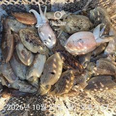 10.26 [경주] 10월 후반ㅡ대삼치, 고시삼치, 방어들 상황!