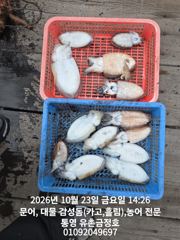 통영 금정호 문어낚시 내일부터 정상출항합니다 자리여유있습니다