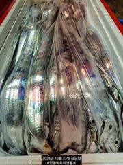 [진해] 경동호 먼바다왕갈치외줄16석 대치쿨러채우러갑니다.수목금예약가능