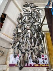 진동(행운호)36외 감성돔 마릿수 조황(47수)