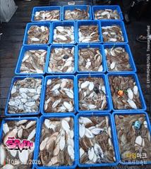 ☆ 25일 갑오징어 조황보고 ☆ 아직도 마릿수는 진행중~