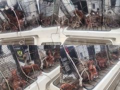 [진해] 문어,6분독배,키로급이상만20수,중치들,우루루,,(목,가능)