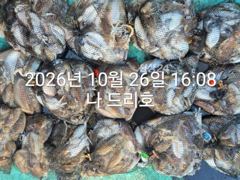 26일, 군산 갑오징어~싸이즈도 굿~많이 나오네요~연속되는 갑오징어~망탱이 대박~~내일도 갑니다~군산낚시프라자 나드리호