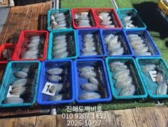 [진해] 팁런무늬오징어 오늘바람없어요 오늘자리여유많습니다