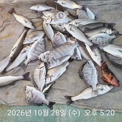 삼천포 내만권 감성돔