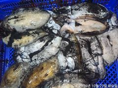 [진해] 야간갑돌아바글바글19수17수16슈외마릿수굿~굿