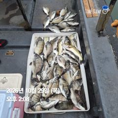 4시간전 [진해] 10월 28일(수) 참돔 갈치 조황