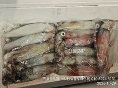 준내만갈치)텐빈~갈치도 잡고 한치도 잡고(오늘 예약가능합니다)
