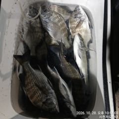 [사천] (사천저도좌대&펜션)10월28일 저도야간 조황