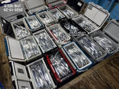 [진해] [29일,준내만갈치]4지5지올라오고~!! 손맛많이보고! 금요일/…