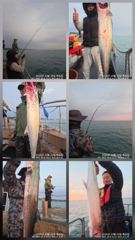 [경주] 10/29 빅! 원 대삼치/중삼치/대고시/중방 쿨러조황!! (금…