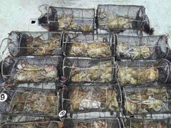 (토요일문어오후3시30분출항~~예약중) 29일야간문어 14분이서 쭉쭉 망탱이묵직하게