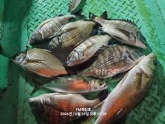 (FM 피싱호 ㅡ감성돔흘림)~야간탐사조황ㅡ주말 출조계획 공지합니다