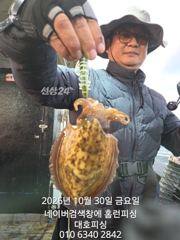 군산 대호피싱 10월30일 갑오징어 실시간 올립니다