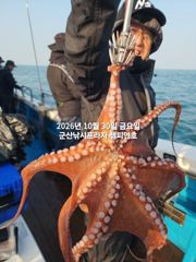 30일, 군산 문어~싸이즈 좋은 덩치급 문어~실시간~매일출조~군산낚시프라자 챔피언호