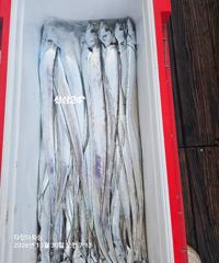 풀치속에 대치들