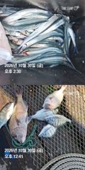 거제 ( 어구 일성호 ) 감성돔 참돔 학꽁치 ! 전마선 조황