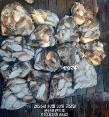 10/30 연일 대왕갑오징어 망탱이~