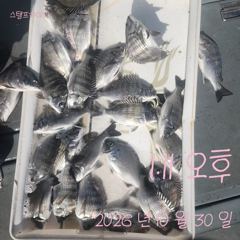 [고성] 30일 선장 홀로 짬 낚시 조황