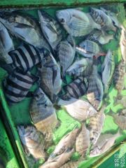 2시간전 [진해] 10월 30일(금) 갈치 조황